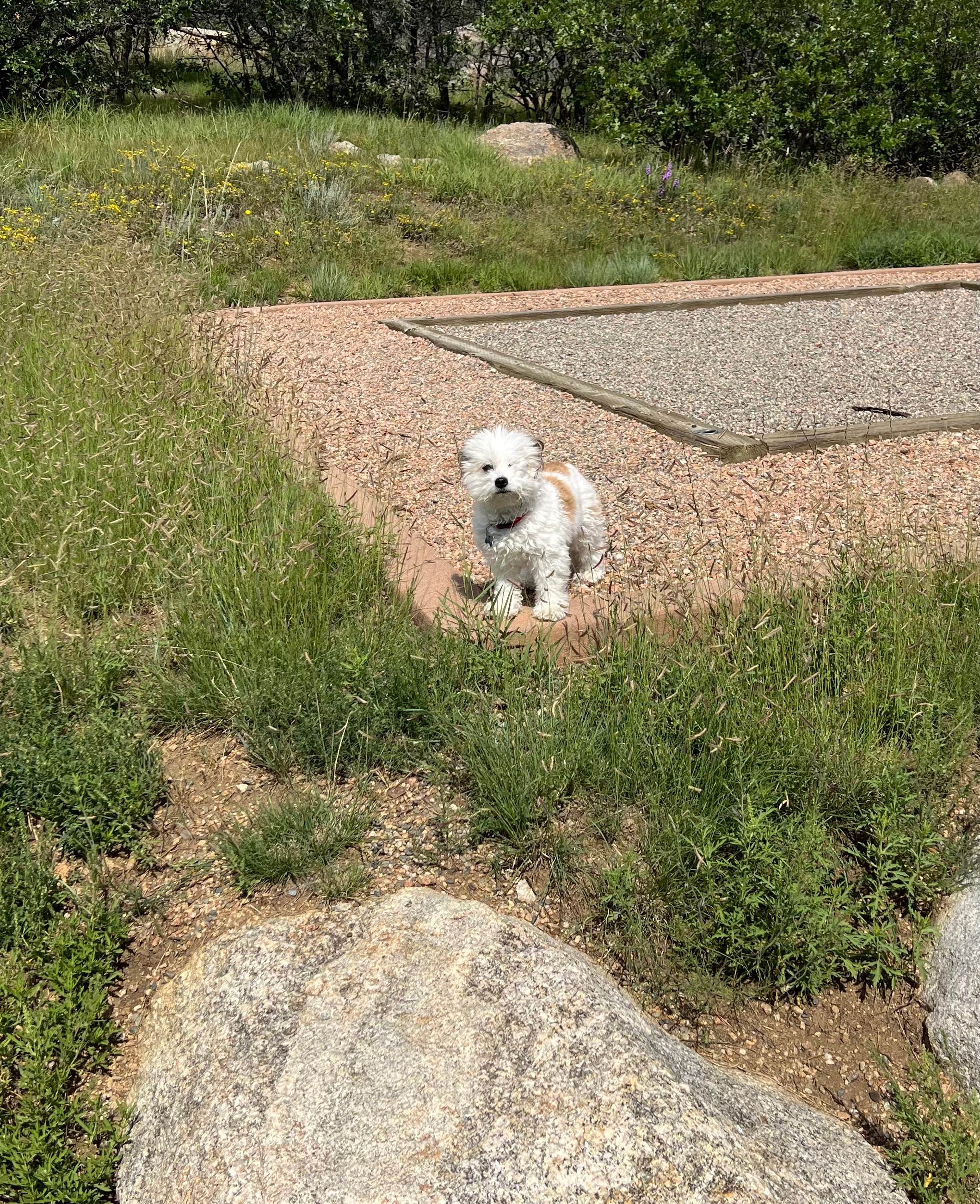 Tyler S.'s photo of camping with pets at Raptor Glenn Campground — Cheyenne Mountain State Park near Colorado Springs, CO