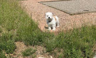 Tyler S.'s photo of camping with pets at Raptor Glenn Campground — Cheyenne Mountain State Park near Pueblo, CO