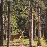 Review photo of Mueller State Park Campground by Tyler S., January 8, 2023