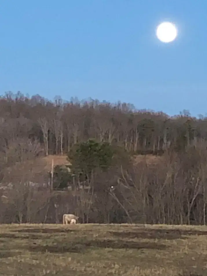 Camping near Westgate RV Campground: Fluffy Butts Farm, London, Kentucky