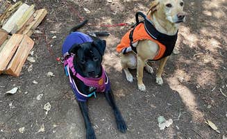 Troy L.'s photo of camping with pets at Hendy Woods State Park Campground near Potter Valley, CA