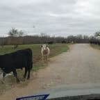 Review photo of LBJ National Grasslands Forest Road 904 Dispersed Camping by Jennifer N., January 9, 2023