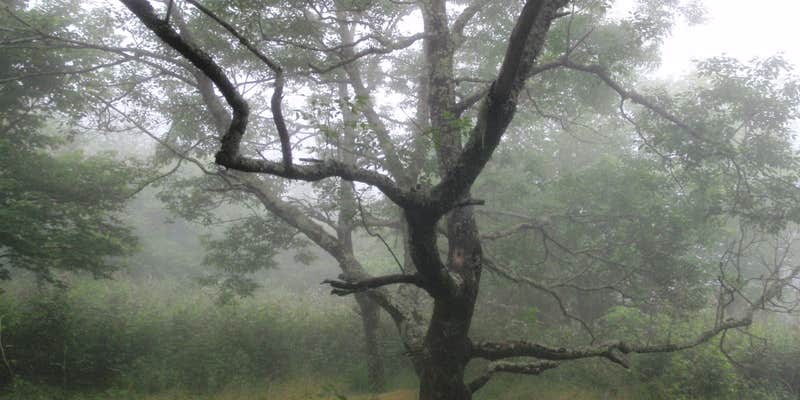 Camper submitted image from Mollies Ridge Shelter on the AT — Great Smoky Mountains National Park