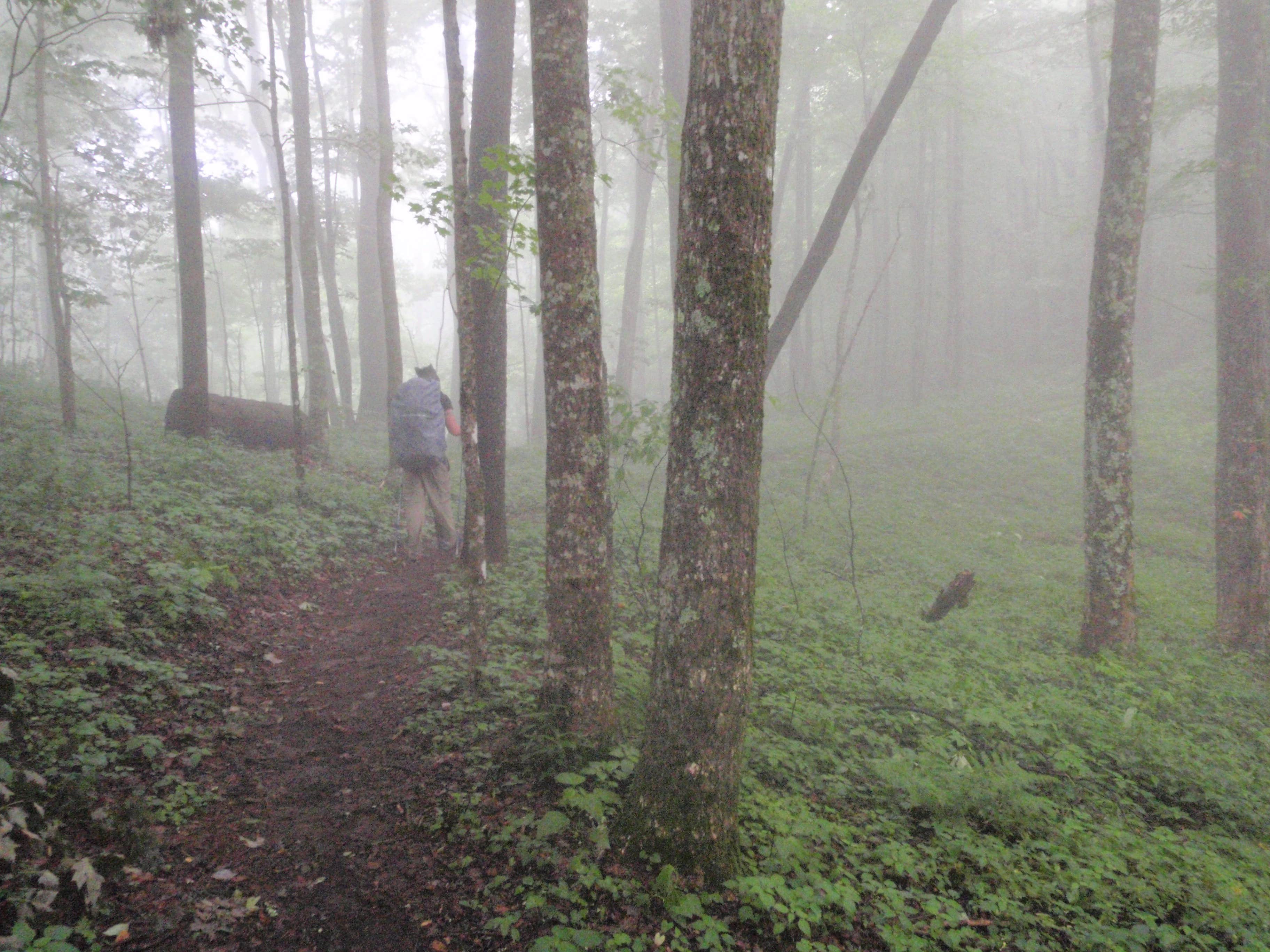 Camper submitted image from Mollies Ridge Shelter on the AT — Great Smoky Mountains National Park - 2
