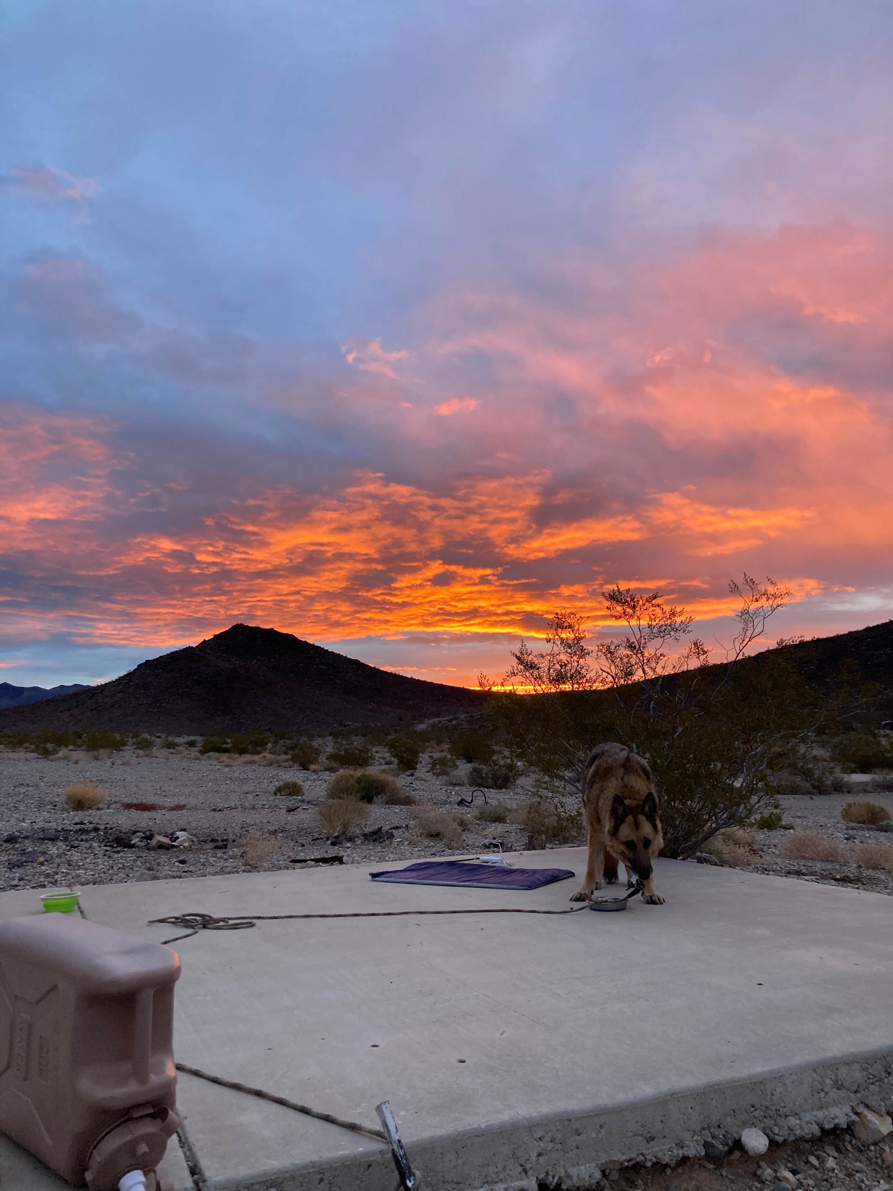 cal K.'s photo of camping with pets at Death Valley: Dispersed Camping East Side of Park near Beatty, NV