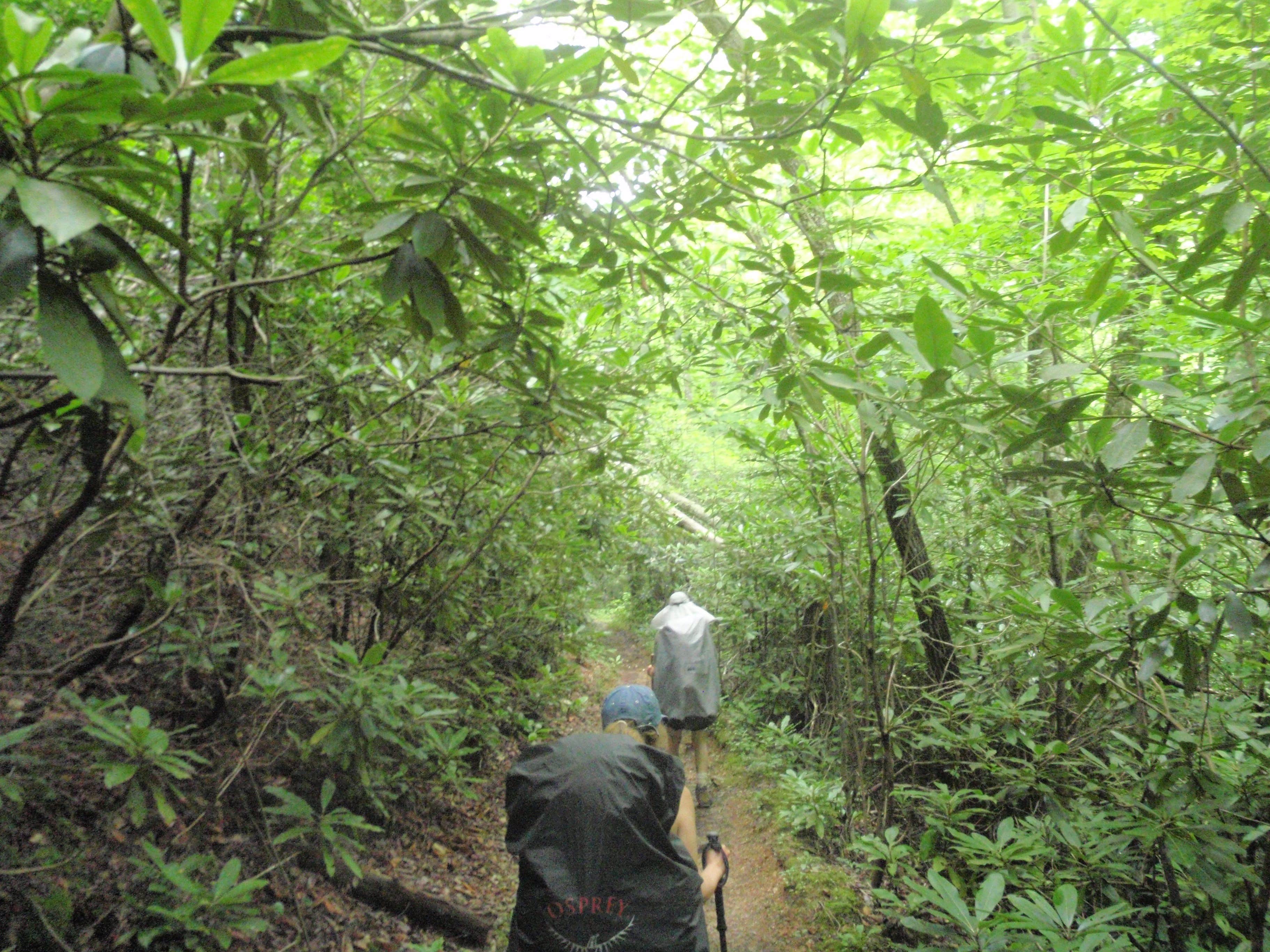 Camper submitted image from Davenport Shelter — Great Smoky Mountains National Park - 1