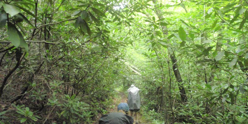 Camper submitted image from Davenport Shelter — Great Smoky Mountains National Park