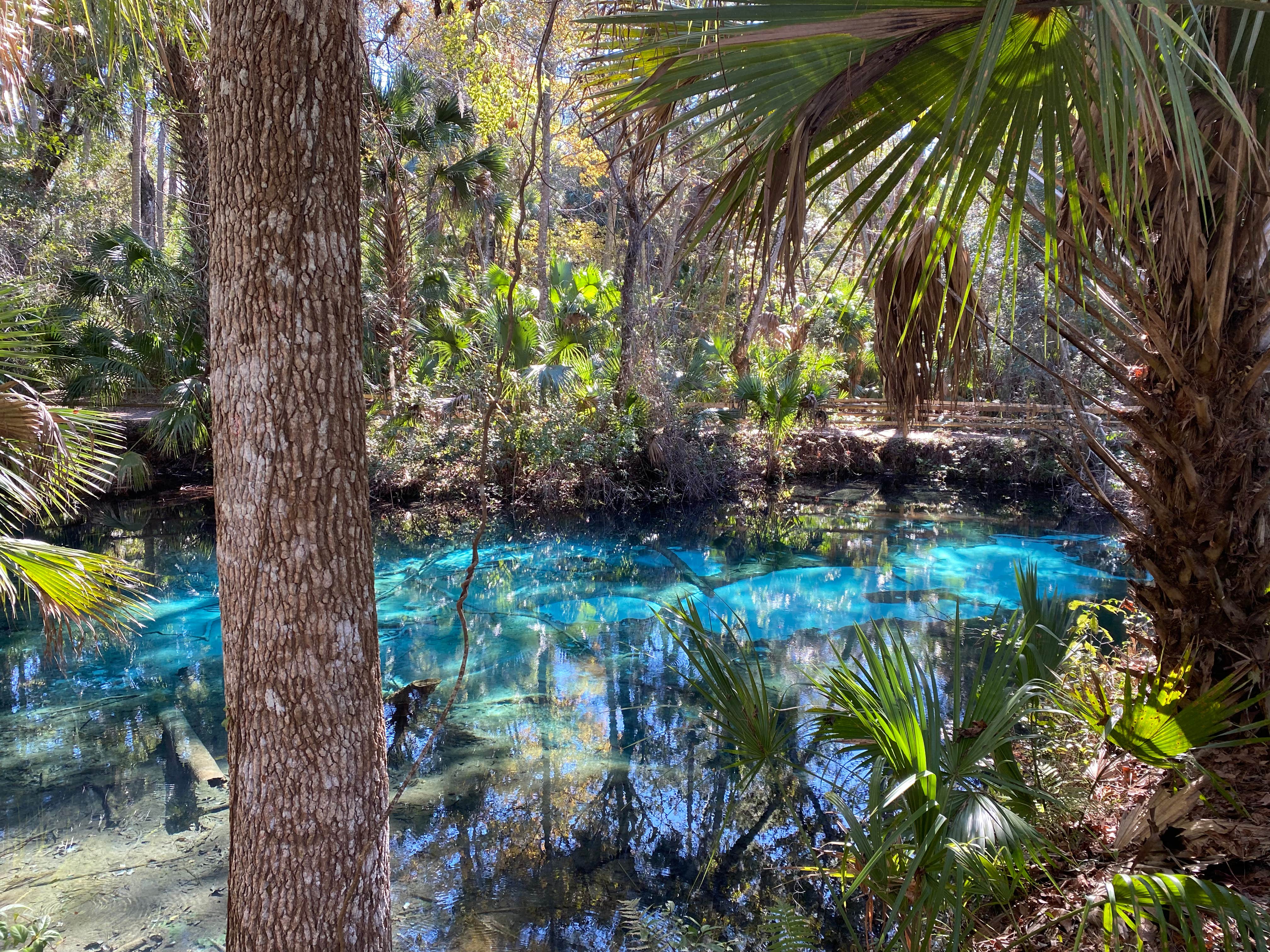 Camper submitted image from Juniper Springs Rec Area - Fern Hammock Springs - 5