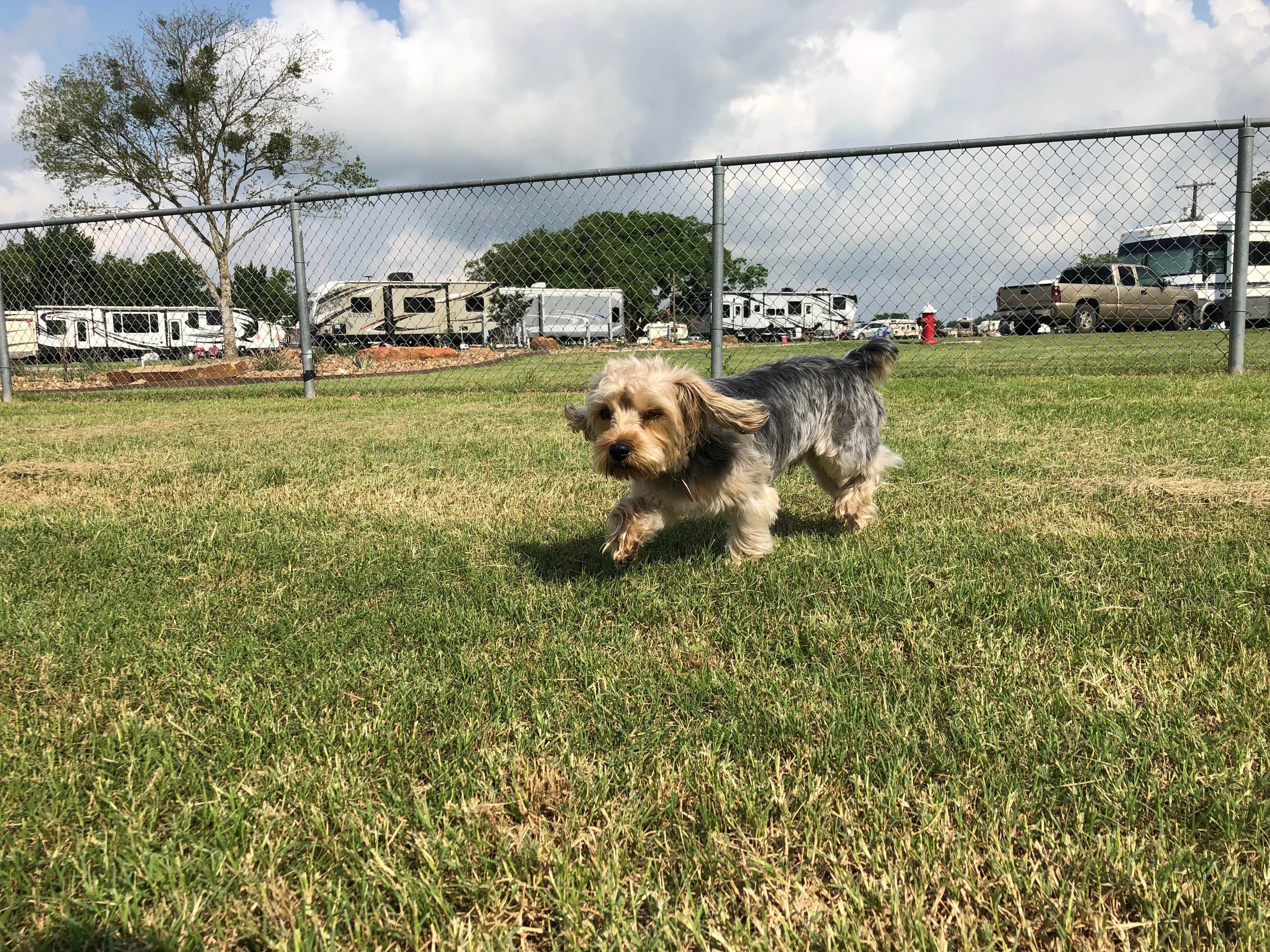 Felesia B.'s photo of camping with pets at Hidden Creek RV Resort near Washington, TX