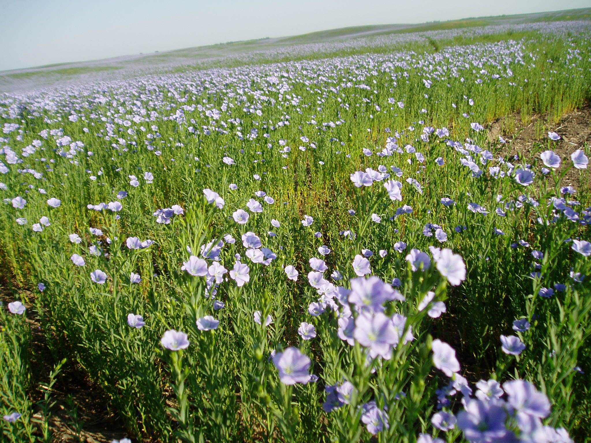 Camper-submitted photo at Granville City Park near Towner, ND