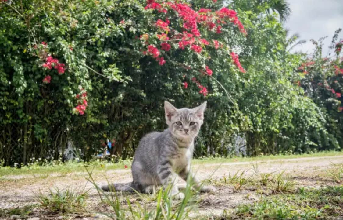 vervica S.'s photo of camping with pets at Redlands Acre Campground near Homestead, FL