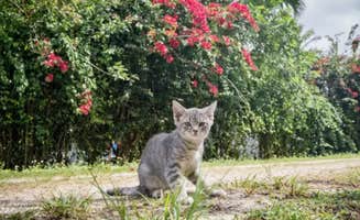 vervica S.'s photo of camping with pets at Redlands Acre Campground near Miami Beach, FL