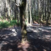 Review photo of Grayland Beach State Park Campground by Colleen T., August 12, 2016