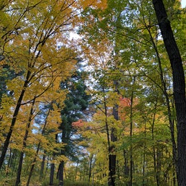 Fall color along Wilderness Drive