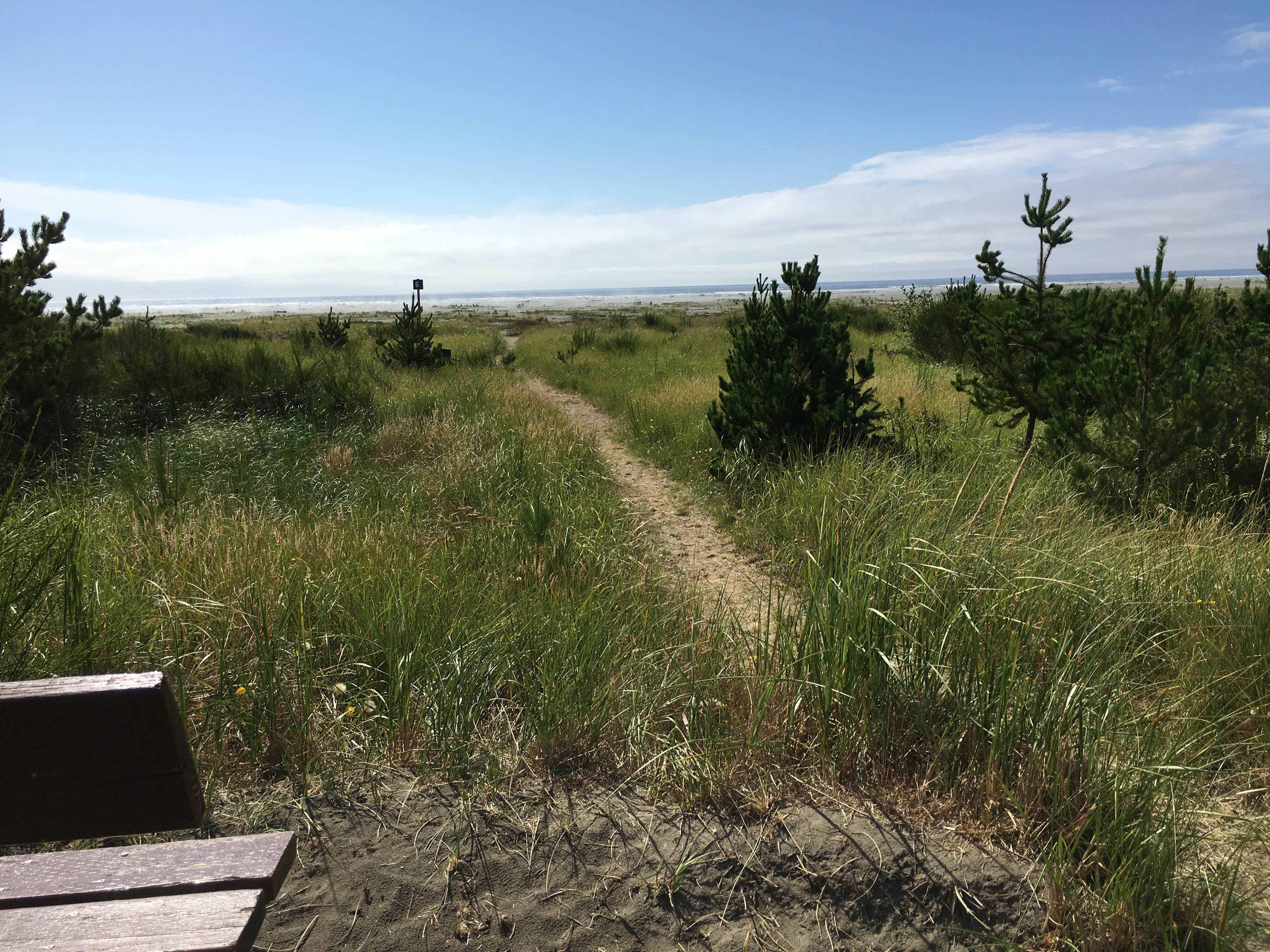 Camper submitted image from Grayland Beach State Park Campground - 4