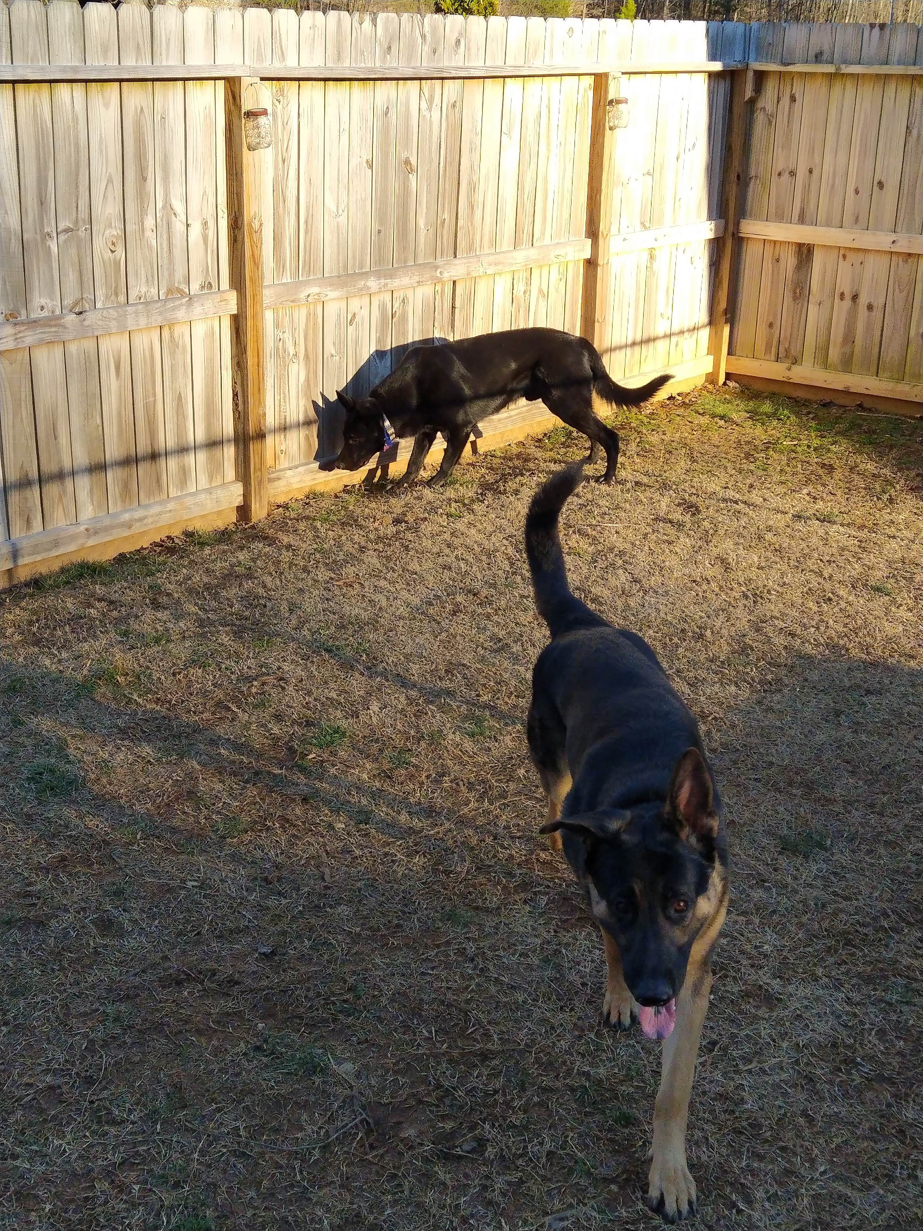 James's photo of camping with pets at Maple Ridge RV Park near Boiling Springs, NC