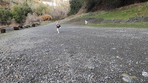 Bambi K.'s photo of camping with pets at Thousand Trails Russian River near Upper Lake, CA