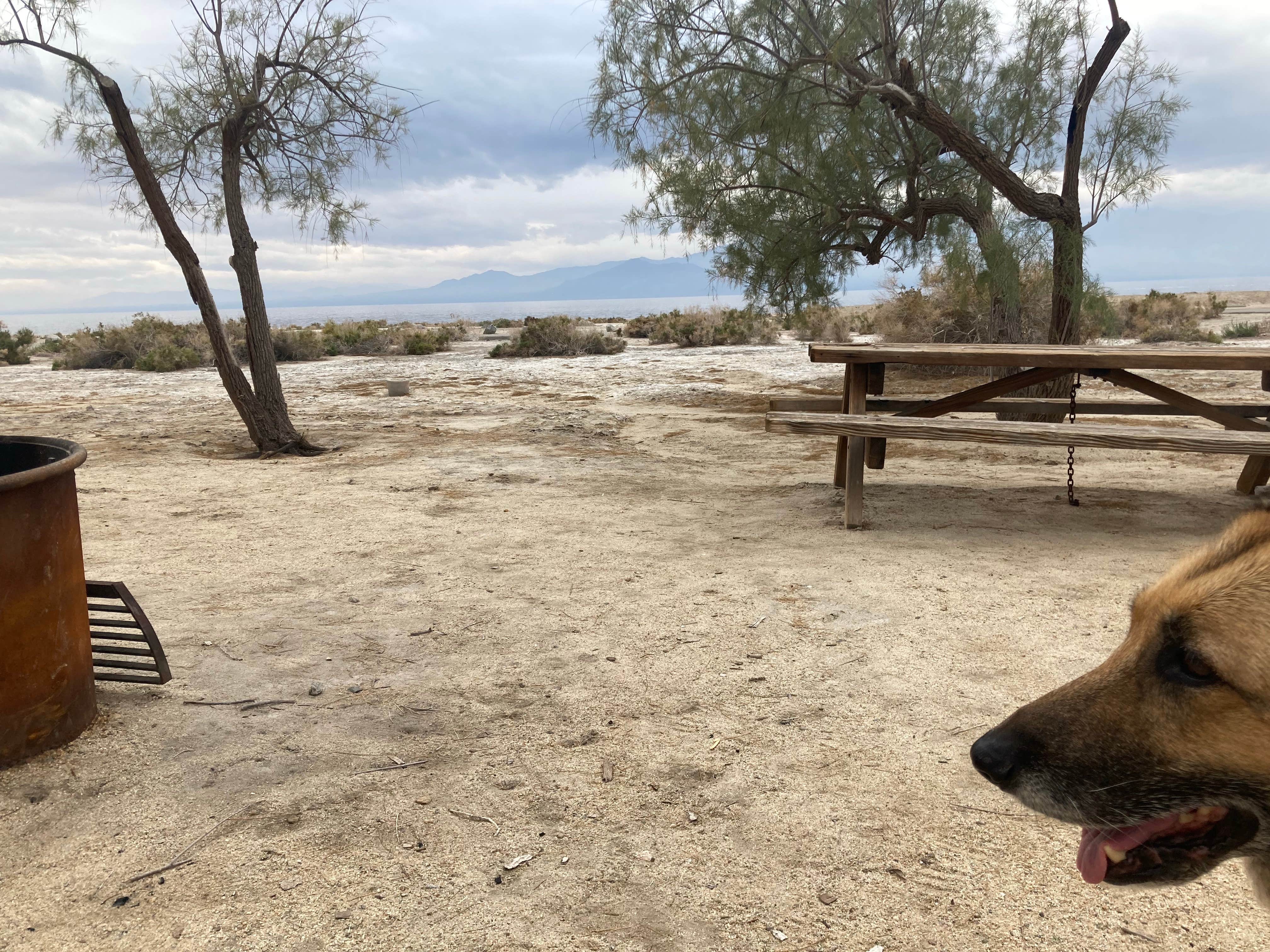 cal K.'s photo of camping with pets at Mecca Beach Campground — Salton Sea State Recreation Area near Imperial, CA