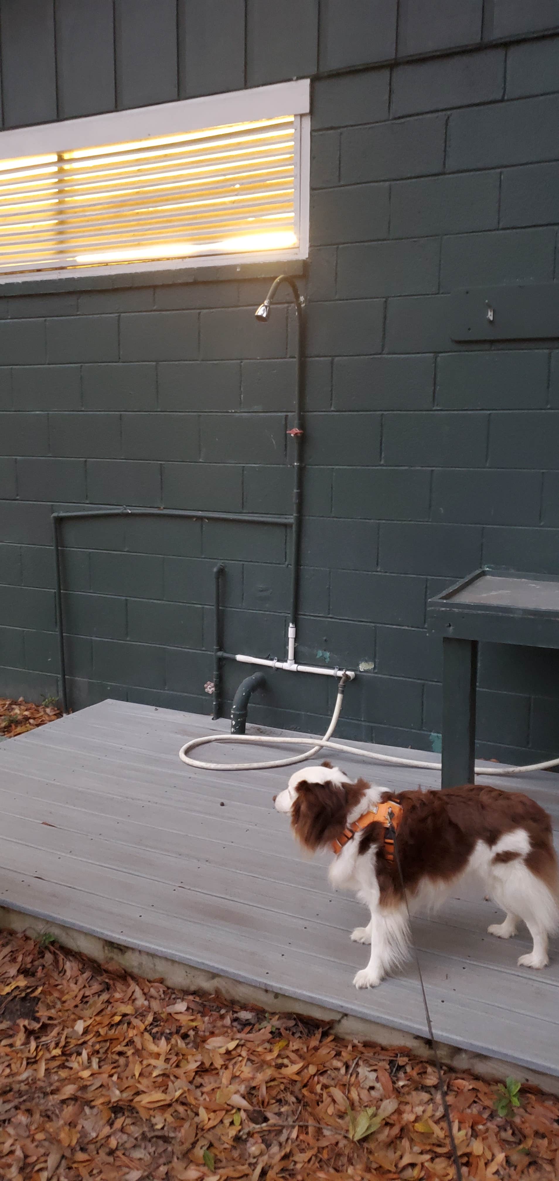 Staci R.'s photo of camping with pets at Jekyll Island Campground near Brunswick, GA