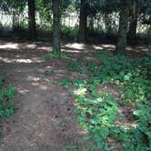 Review photo of Armitage Park & Campground - a Lane County Park by Bjorn S., July 14, 2015