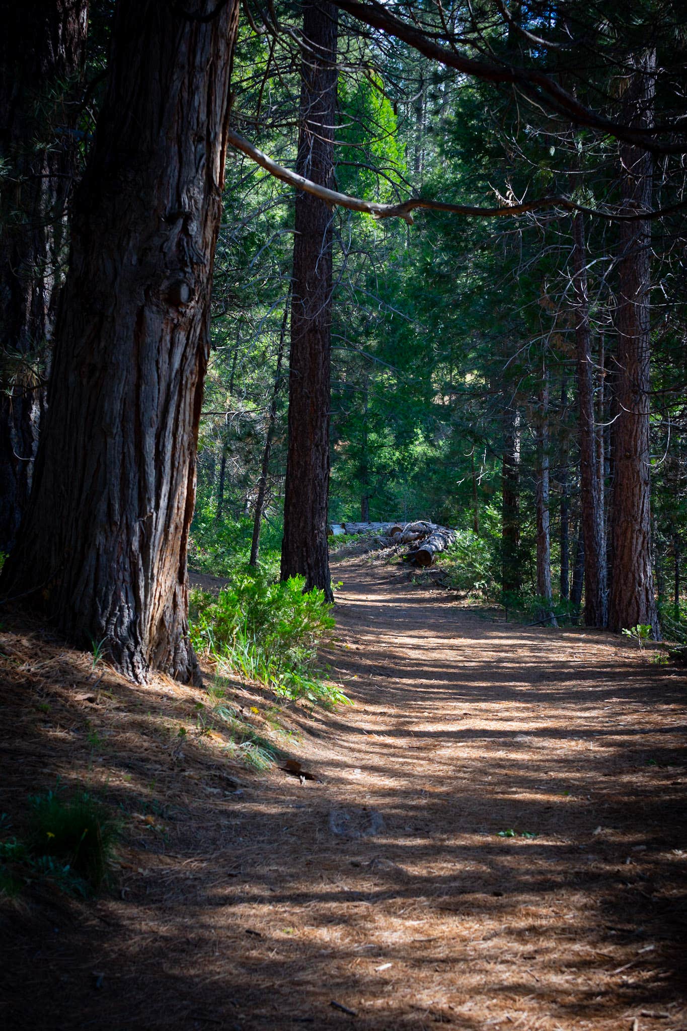 Camper-submitted photo at Sequoia National Forest Hume Lake Campground near Badger, CA