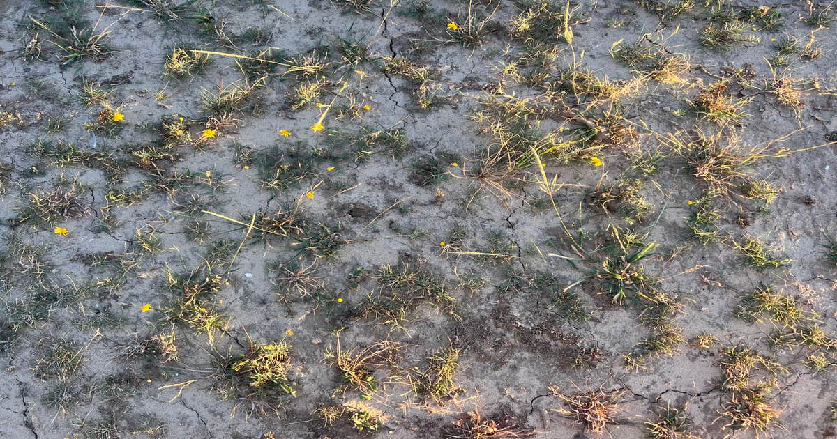 Falcon County Park Camping Roma, TX