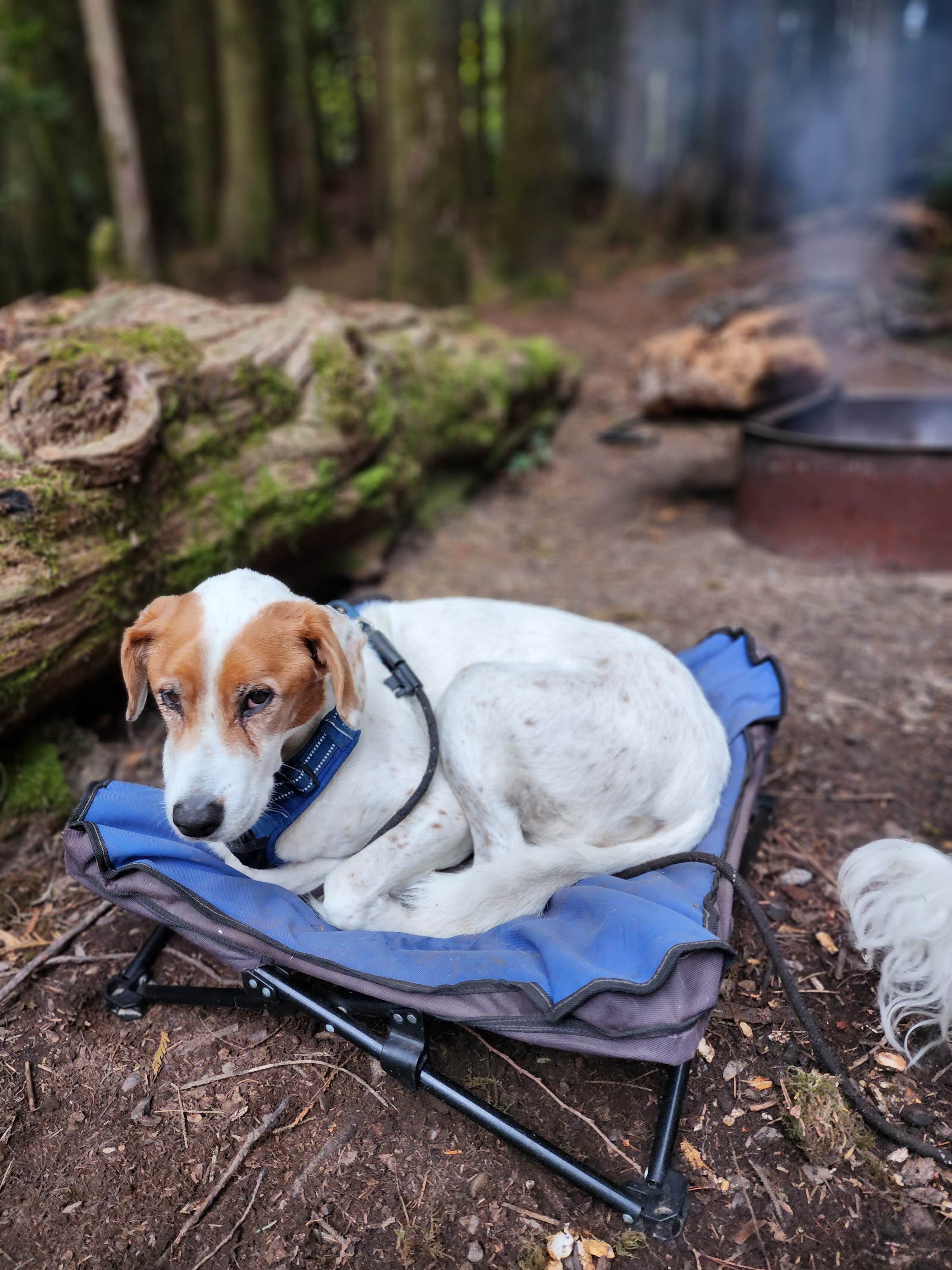 Bambi K.'s photo of camping with pets at Thousand Trails South Jetty near Florence, OR
