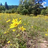 Review photo of El Porvenir Campground by Rebecca G., September 28, 2018