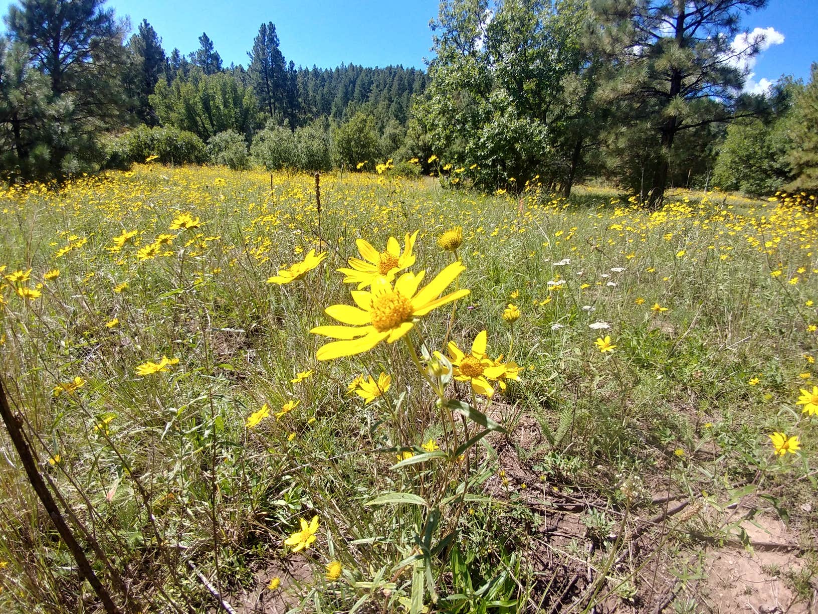 Camper submitted image from El Porvenir Campground - 2