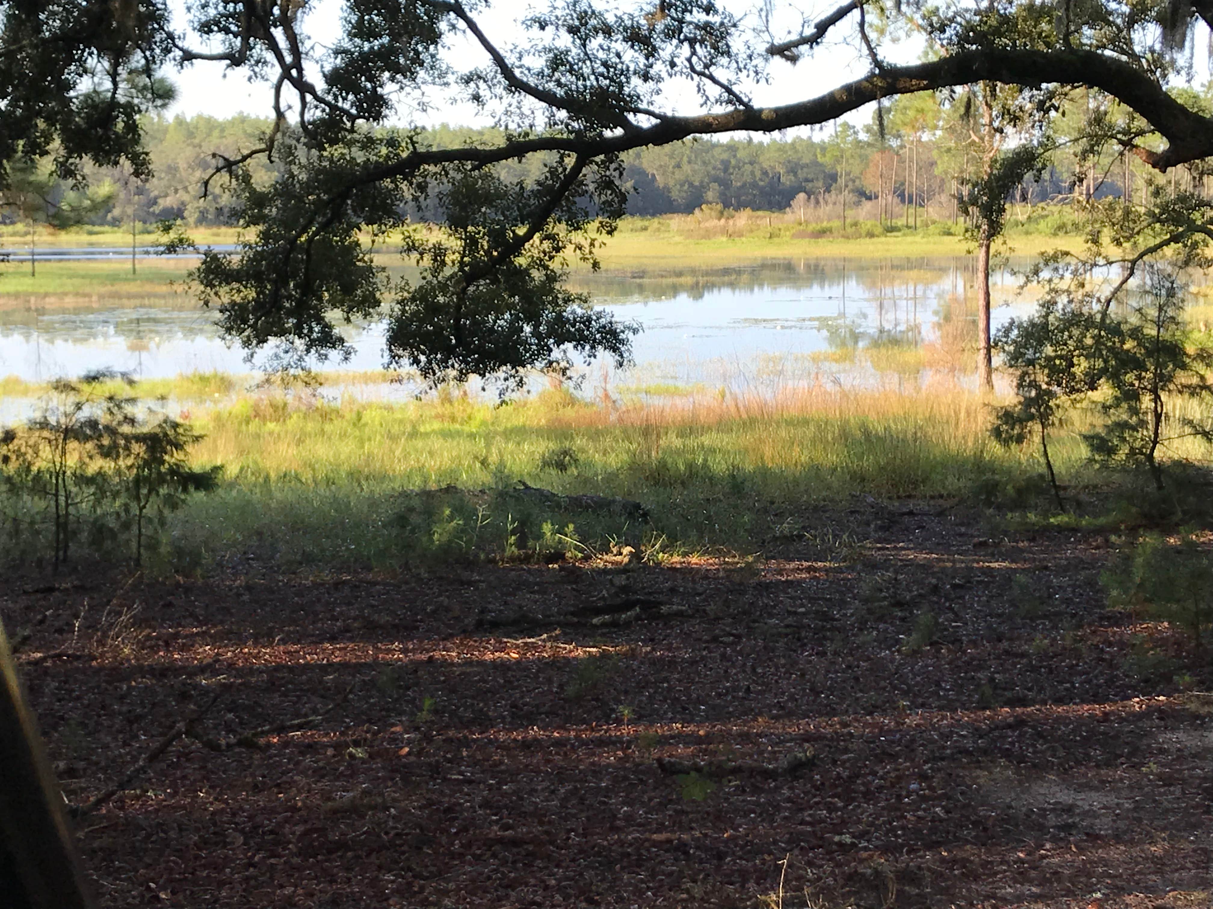 Camper-submitted photo at Ordway-Swisher Biological Station near Keystone Heights, FL