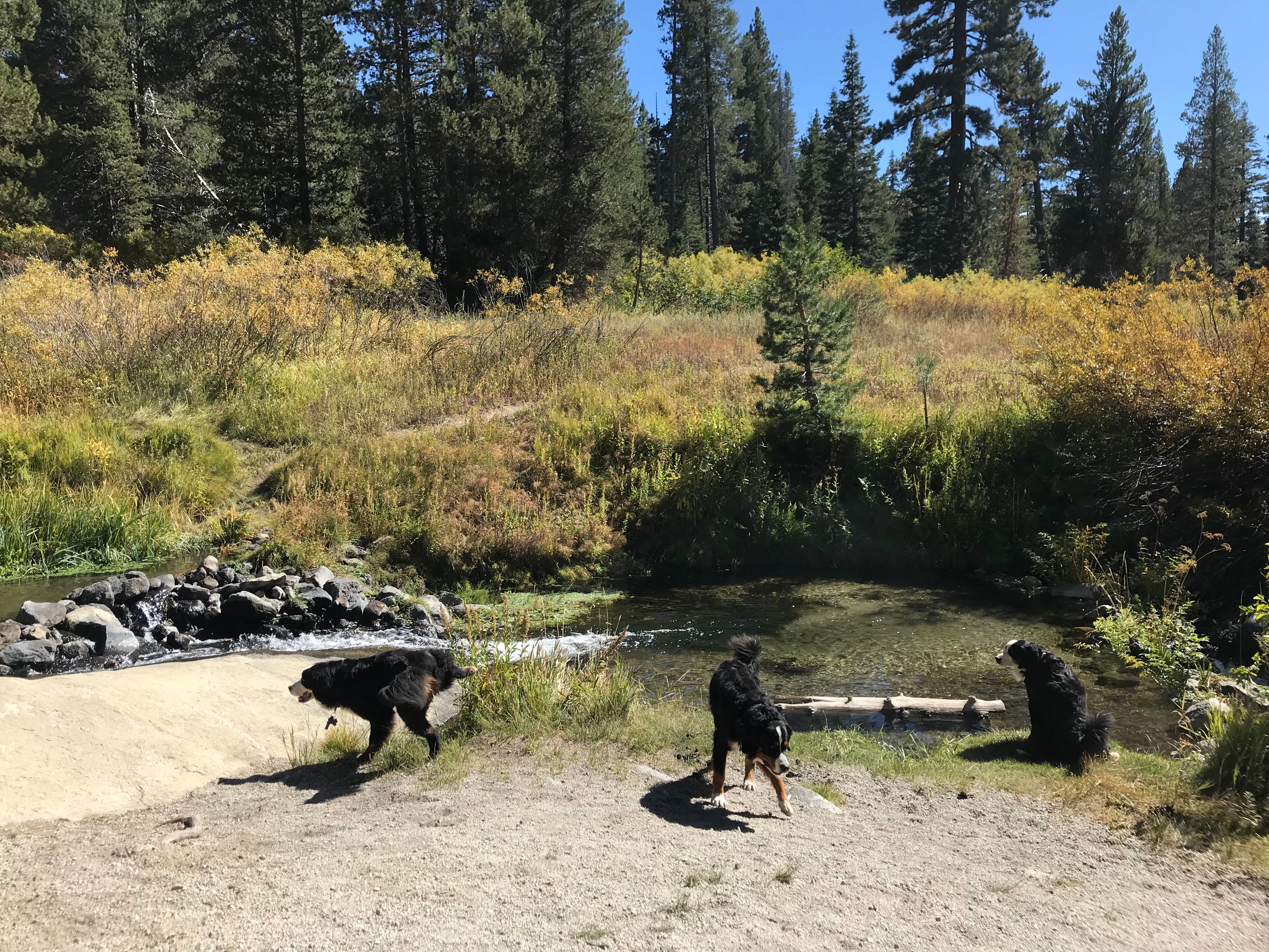 Dogs enjoying campground tour