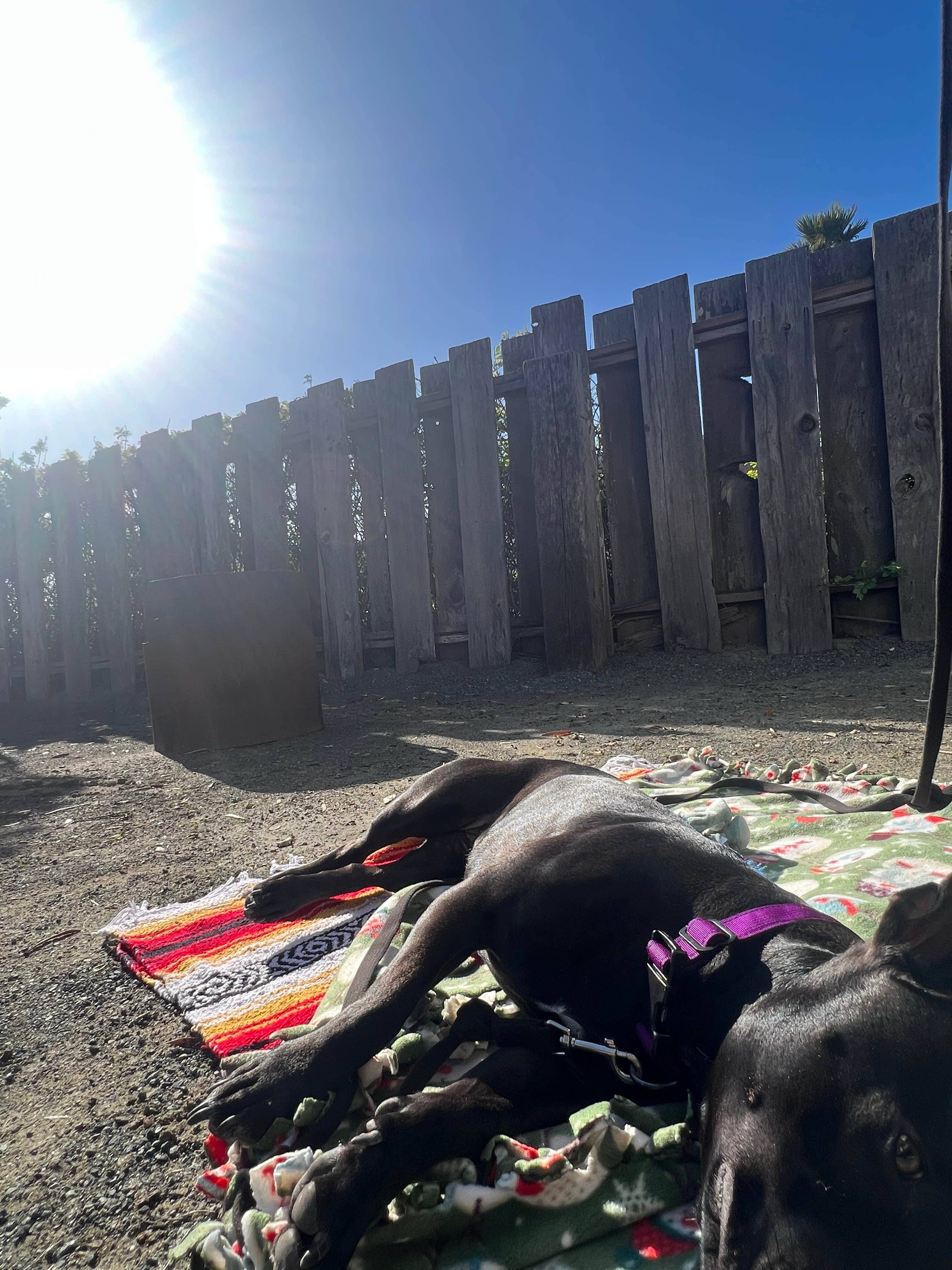 Care B.'s photo of camping with pets at Morro Dunes RV Park near Cambria, CA