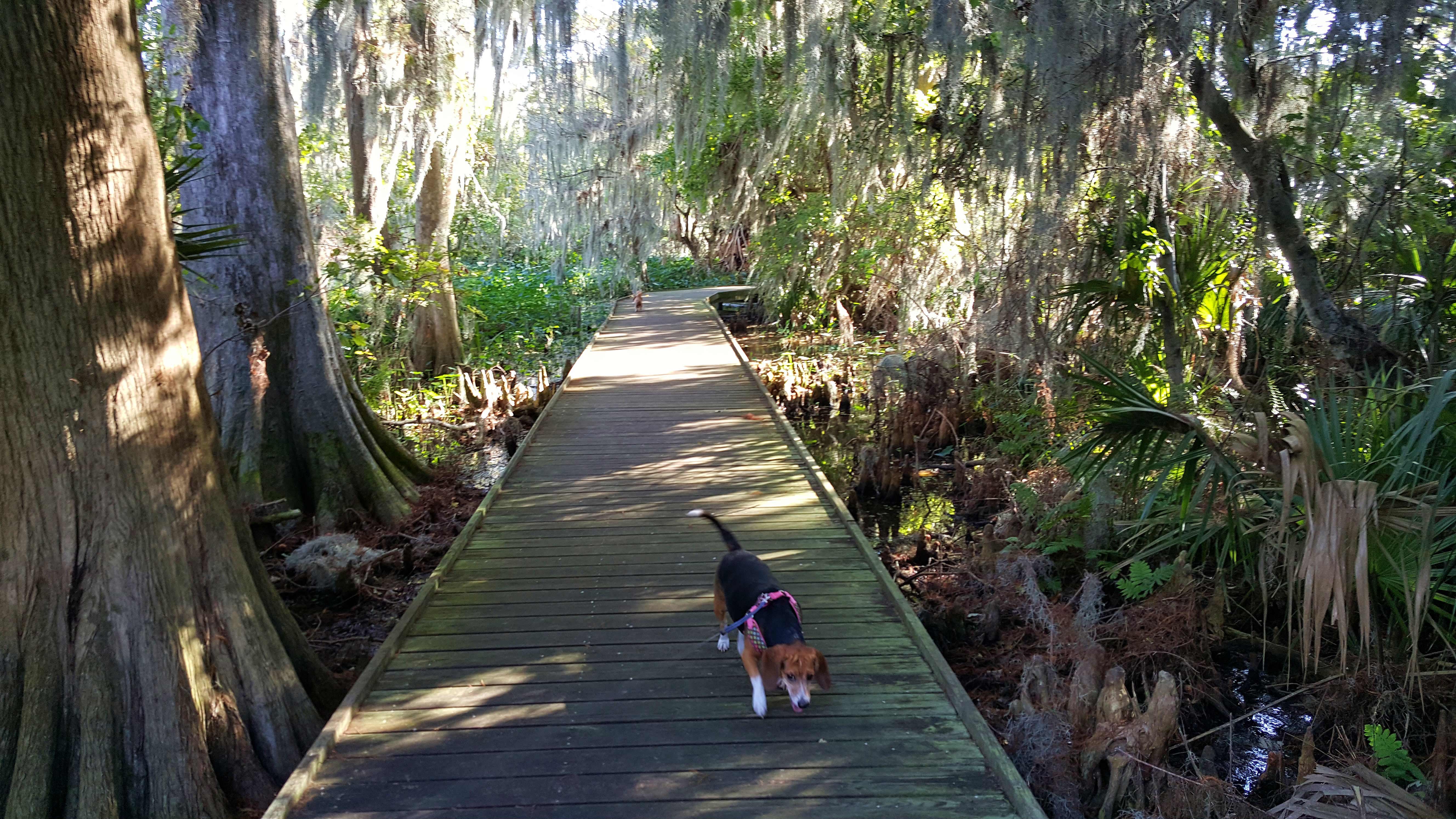 Beautiful boardwalk through the park and is pet friendly.
Pet's must be leashed at all times!