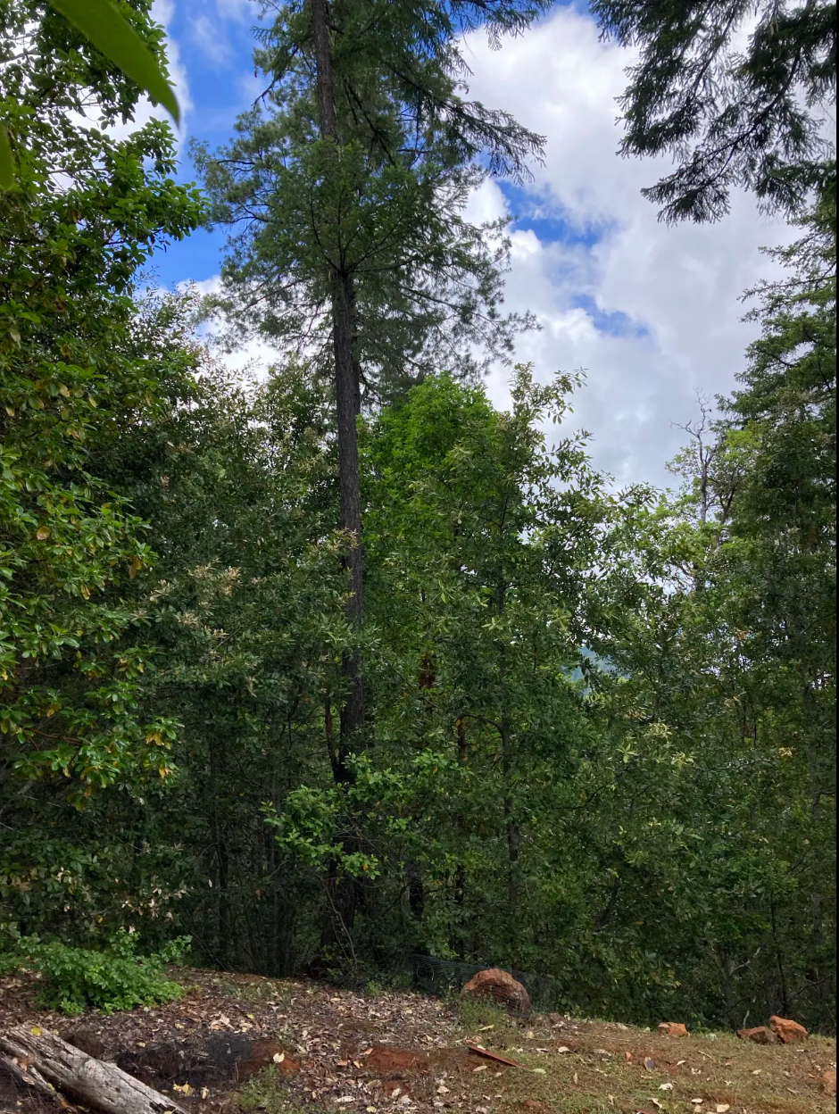 Camper-submitted photo at Sugar Pine Camp & Cabin near Trinidad, CA