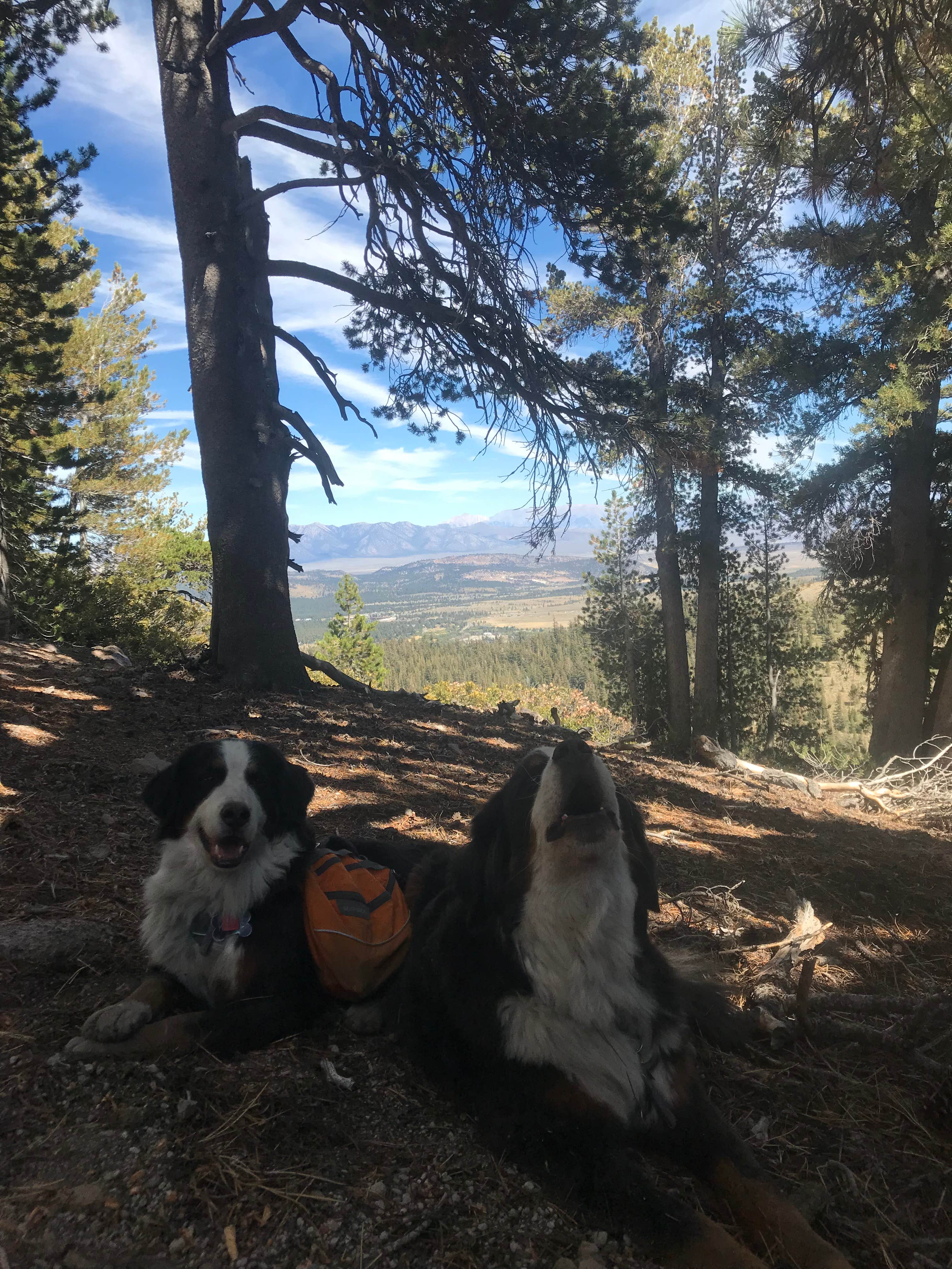 Sallie H.'s photo of camping with pets at Twin Lakes Campground near Benton, CA