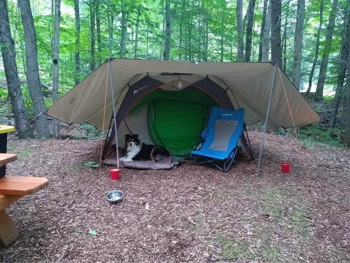 The Dyrt's photo of camping with pets at Foolhardy Hill near Drury, MA