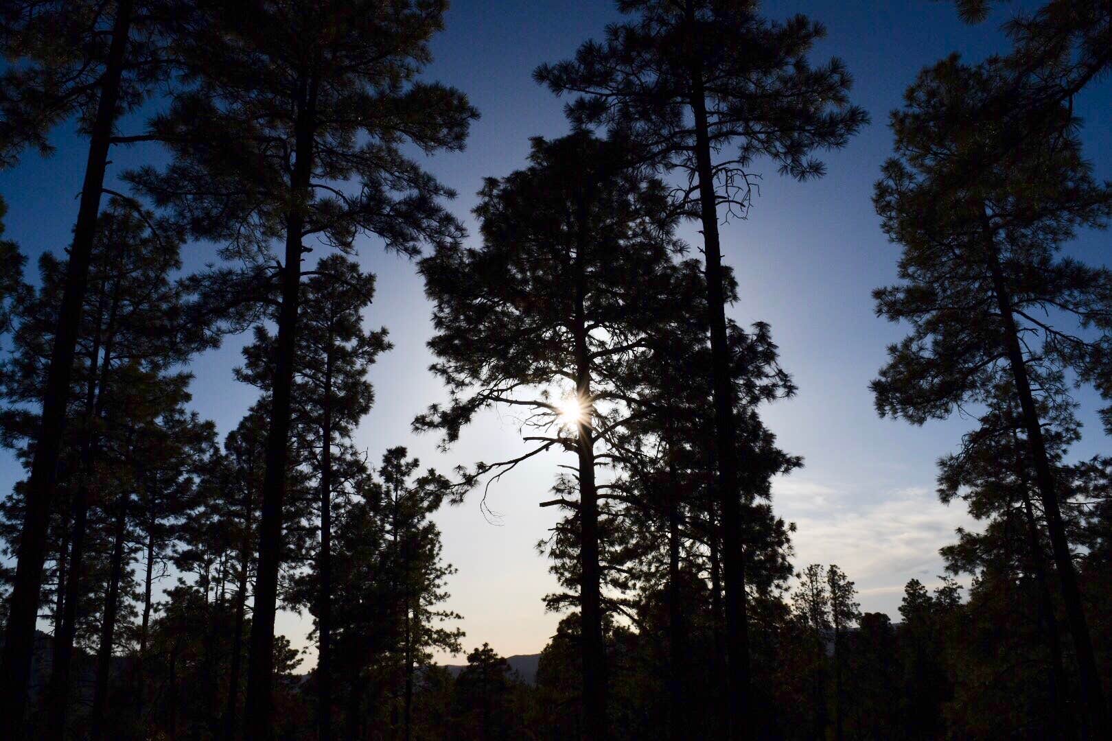 Camper submitted image from Prescott National Forest Dispersed - 2