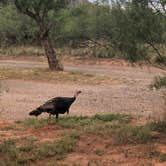 Review photo of Juniper Campground — Palo Duro Canyon State Park by Catherine C., September 28, 2018