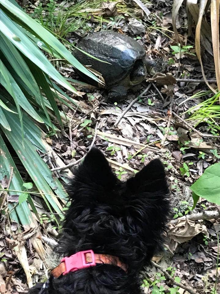 Michelle T.'s photo of camping with pets at Palmetto State Park Campground near Floresville, TX