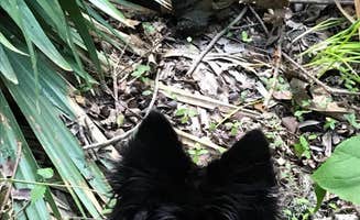 Michelle T.'s photo of camping with pets at Palmetto State Park Campground near Schulenburg, TX