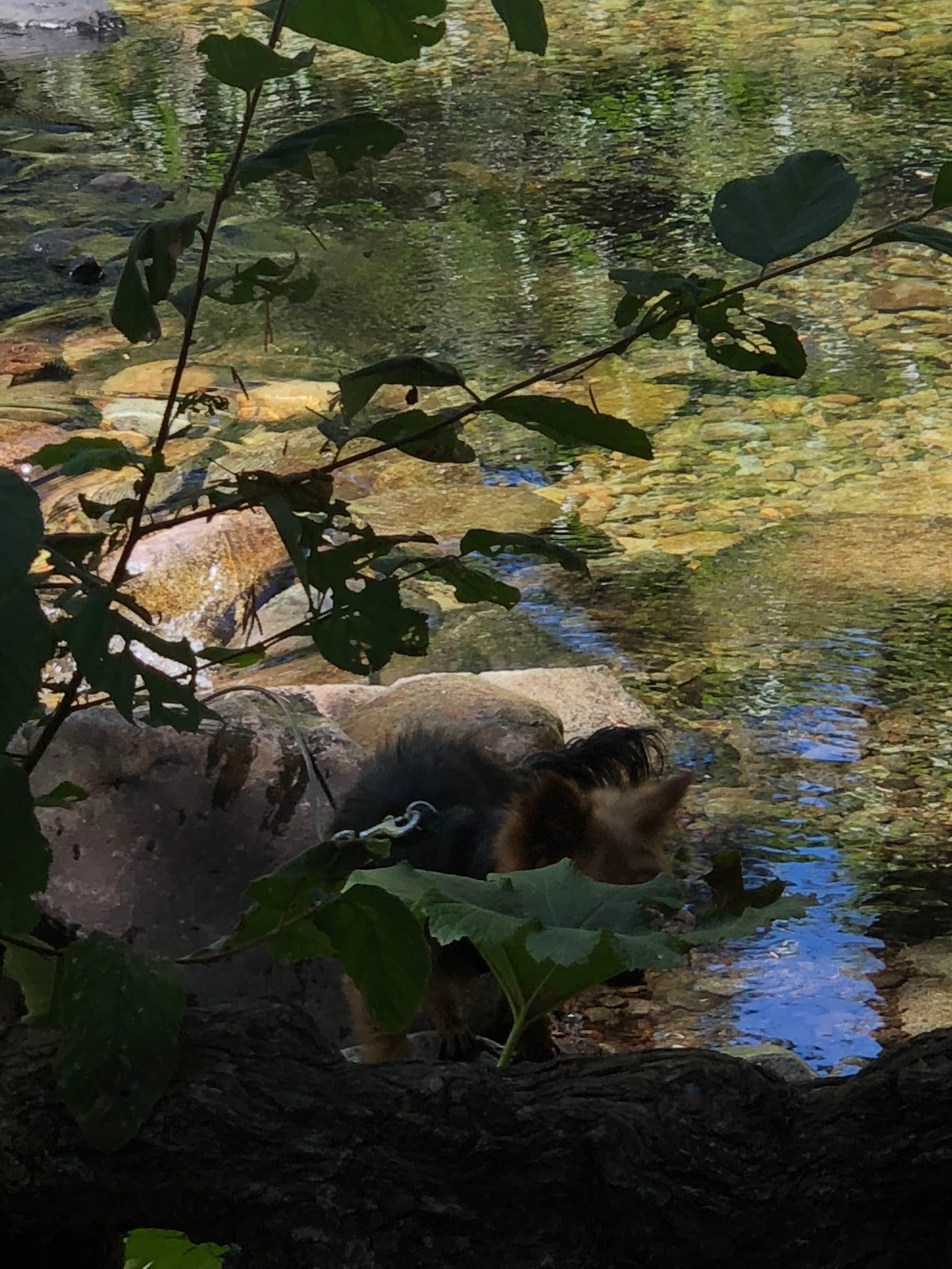 Camper-submitted photo at North Fork Campground near Stonyford, CA
