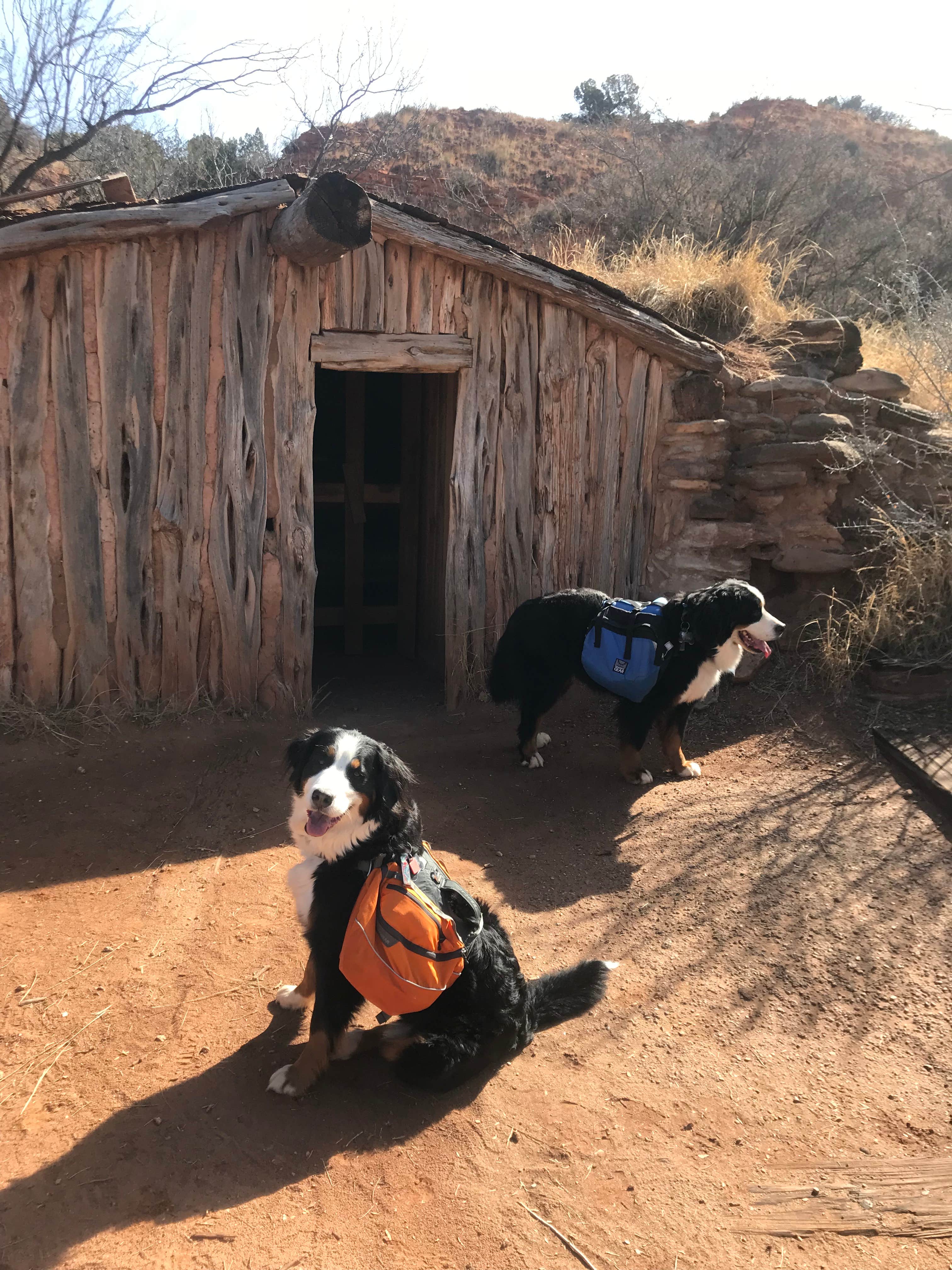 Sallie H.'s photo of camping with pets at Fortress Cliff Primitive — Palo Duro Canyon State Park near McClellan Creek National Grassland