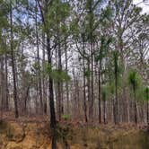 Review photo of Almo Tract WMA by Josh W., January 19, 2023