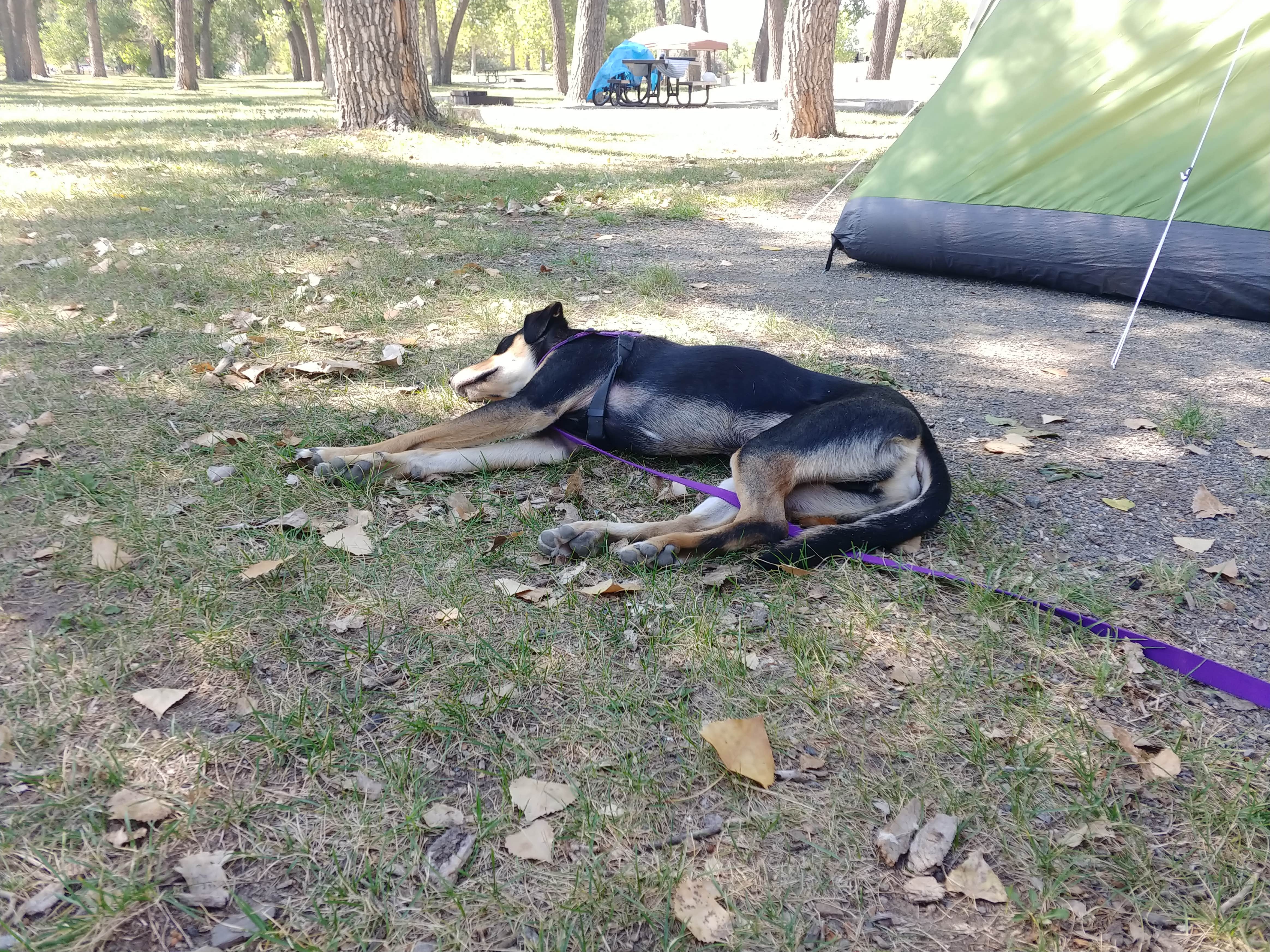 Lindy S.'s photo of camping with pets at Cherry Creek State Park Campground near Cimarron, CO