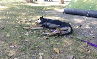 Lindy S.'s photo of camping with pets at Cherry Creek State Park Campground near Parker, CO