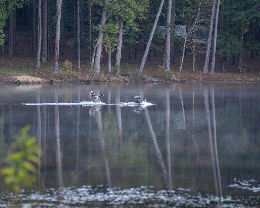 The Dyrt's photo of camping with pets at Tentrr State Park Site - Mississippi Roosevelt State Park - Tall Trees B - Single Camp near Decatur, MS