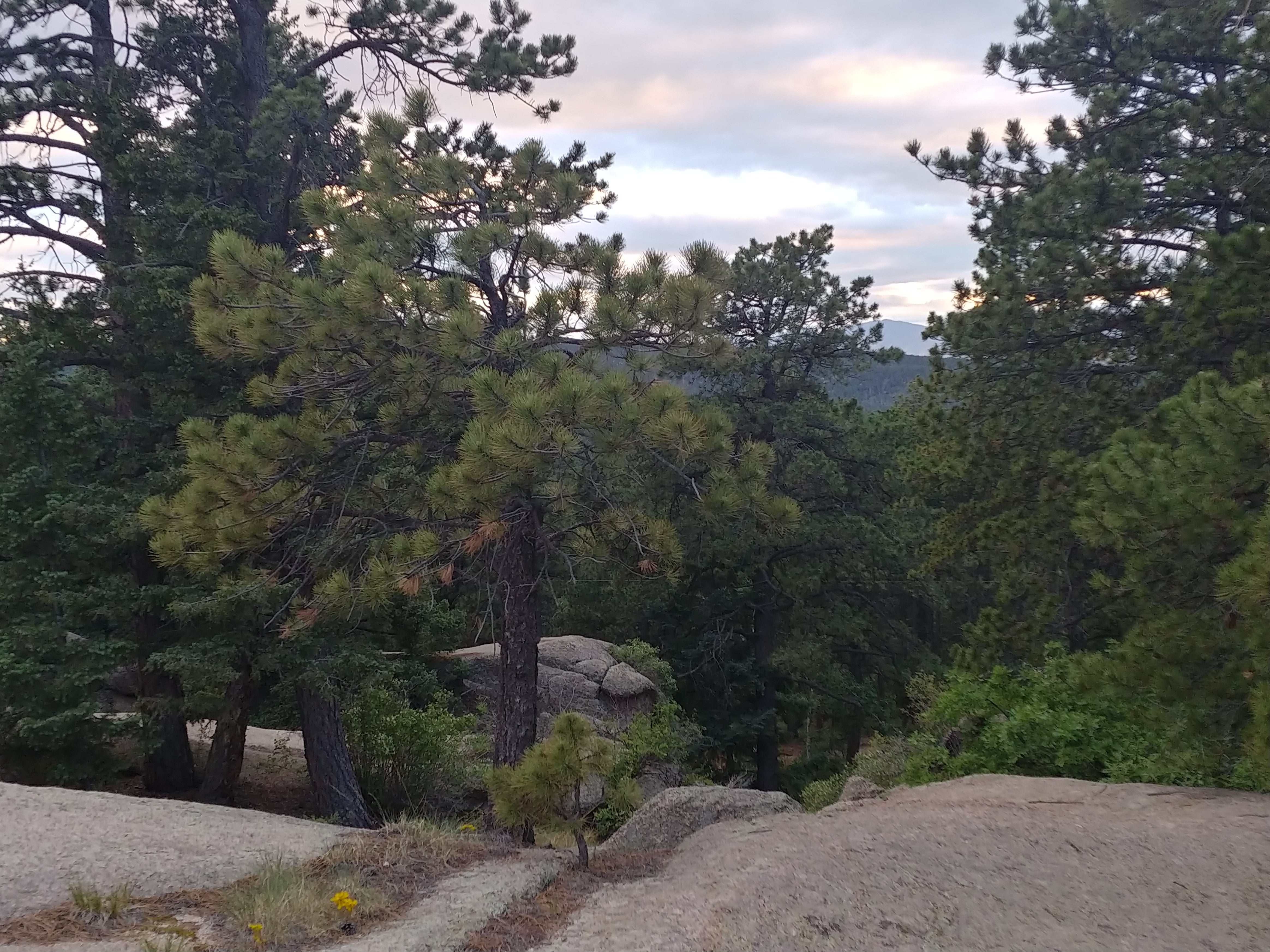 Camper submitted image from Rampart Range Recreation Area - 4