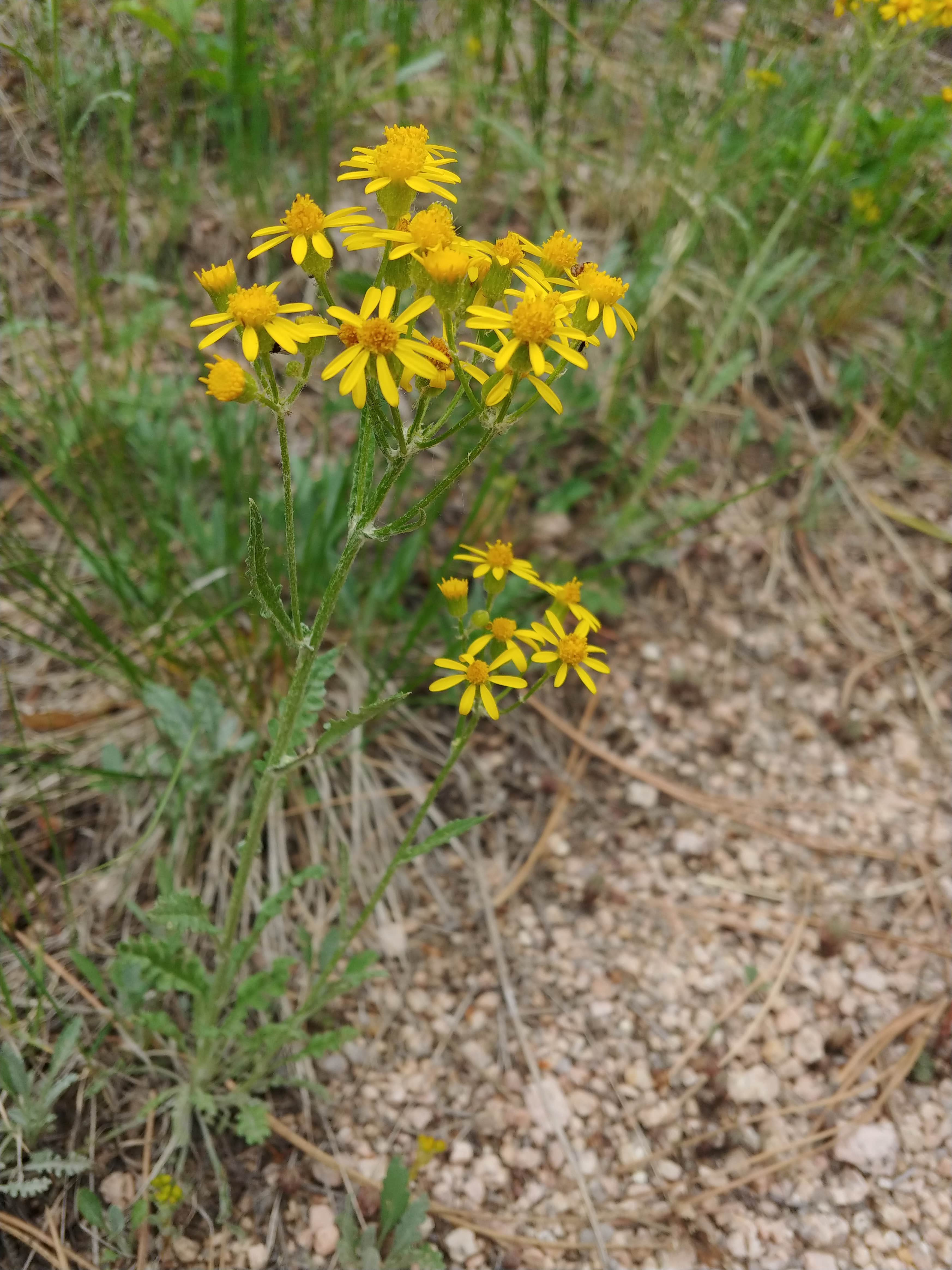 Camper submitted image from Rampart Range Recreation Area - 2