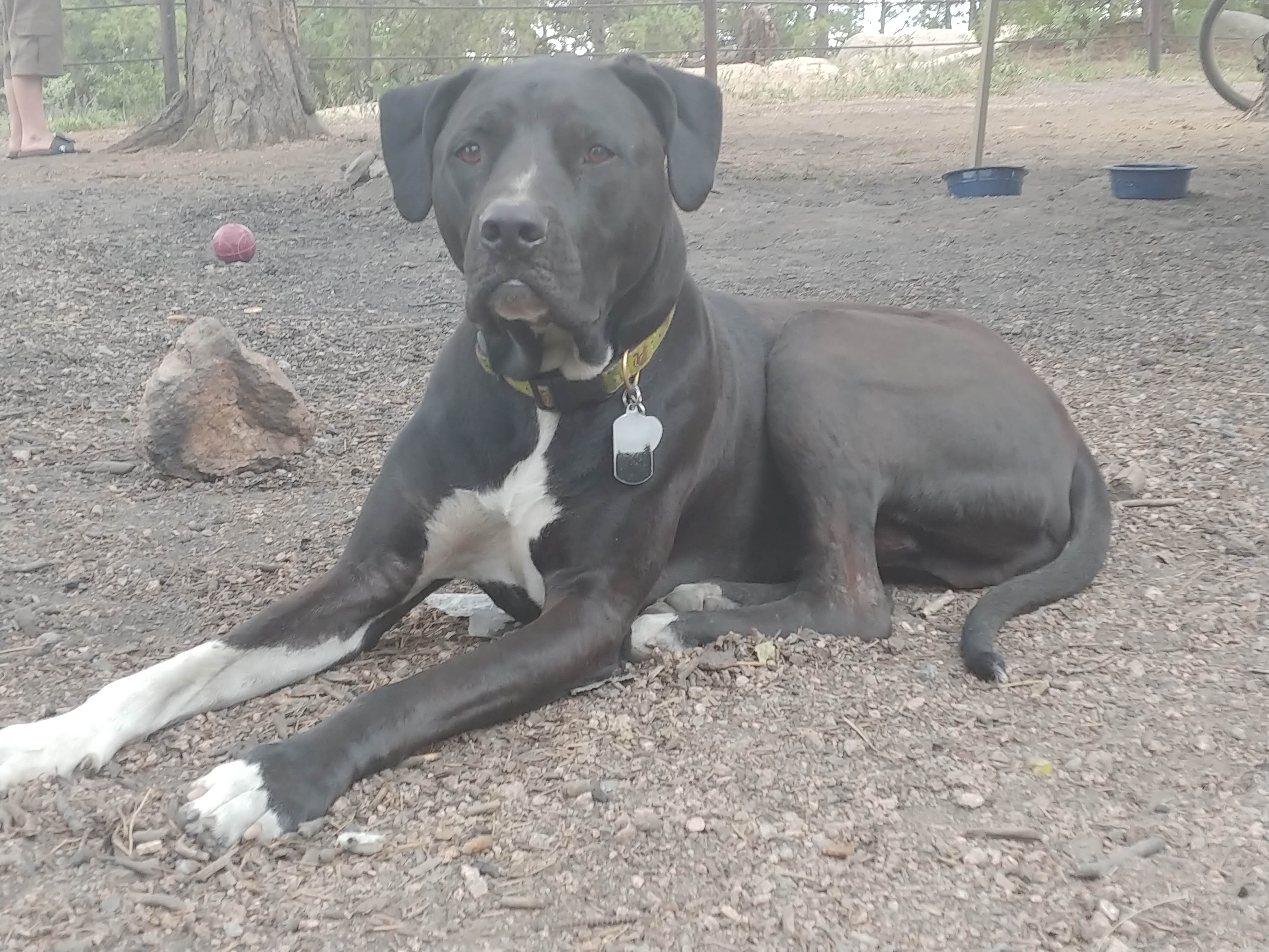 Lindy S.'s photo of camping with pets at Rampart Range Recreation Area near Aurora, CO