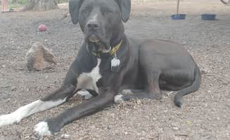 Lindy S.'s photo of camping with pets at Rampart Range Recreation Area near Littleton, CO